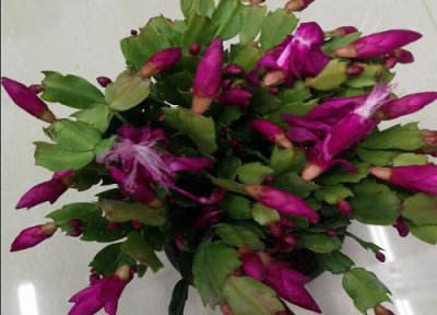 蟹爪兰叶片软趴趴怎么办 如何修剪