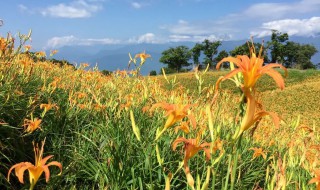 金针花适合室内种吗 金针花可以室内种植吗