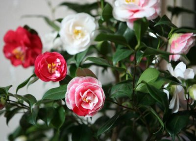 茶花耐寒最低温度 四季茶花冬天怎么养能过冬