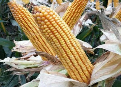 益农玉14玉米种子简介 益农玉14号品种审定编号