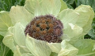 雪莲药材人工种植方法 人工栽培雪莲需要注意什么