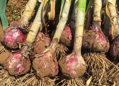 大蒜成熟时间 大蒜什么时候成熟