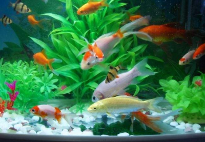 家养热带鱼什么鱼最好养 新手5种便宜又好养的热带鱼