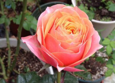 玫瑰花与月季花哪种好养活 月季花玫瑰花养殖方法的区别