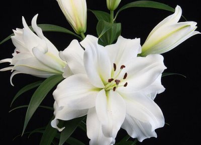 百合花放办公室 百合花适合放办公室吗