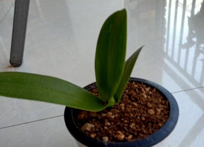 蝴蝶兰怎么配土 养殖土壤配制方法