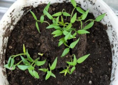 彩椒发芽环境 彩椒怎么发芽快