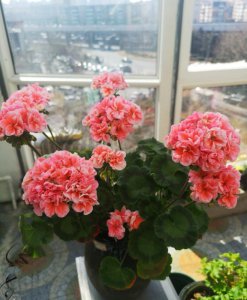 天竺葵哪个品种最勤花 漂亮好看又好养的天竺葵品种