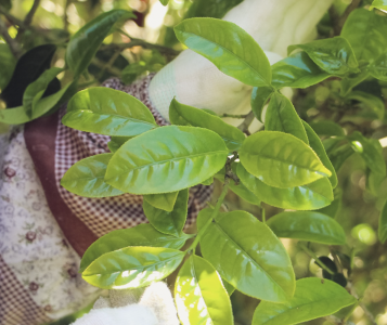 凤凰单丛茶为什么叫鸭屎香 关于鸭屎香茶的传说介绍