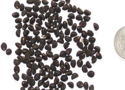 牵牛花种子播种时间 牵牛花种子什么时候播种最好