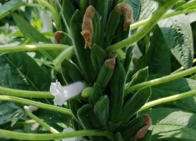 芝麻炭疽病发病原因 芝麻炭疽病的发病原因与治疗方法