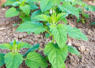 夏芝麻种植时间 夏芝麻种植时间和方法