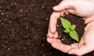 人工天麻种植方法 人工天麻怎么种植