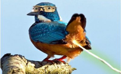 被鸟屎砸中身上暗示什么说法 人被鸟屎砸中概率有多大