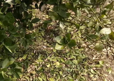 柑橘老叶脱落什么原因 柑橘树突然叶子干枯掉落是什么病