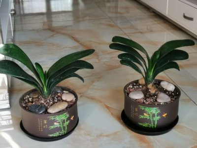 君子兰的烂根可以当肥料吗 君子兰怎么正确施肥避免烂根