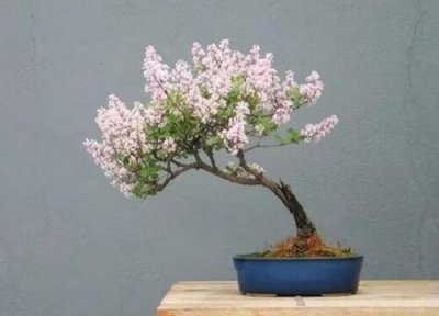 丁香花耐寒 丁香花怎么过冬天