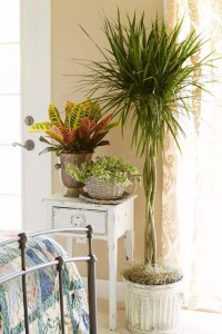 木本植物盆栽有哪些图片 适合养客厅的7种木本绿植