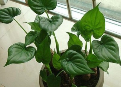 滴水观音的种植与养护 夏季如何养殖滴水观音叶片绿油油