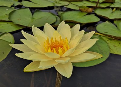 睡莲好养活吗 睡莲容易养活吗