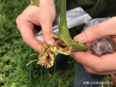 大棚番茄枯萎病如何防治 种植的番茄苗枯萎应该怎么办