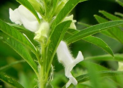 芝麻成熟时间 芝麻什么时候成熟