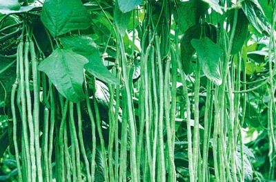 夏天可以种什么菜最合适 适合种植五种高产蔬菜品种