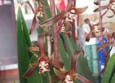 墨兰新叶不长怎么办 墨兰怎么养护新长的叶片短又宽