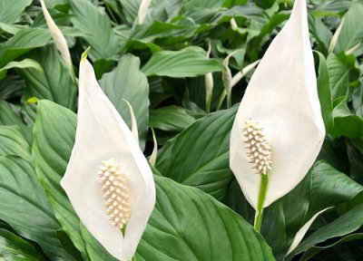 一帆风顺花期时间 一帆风顺花期是什么时候