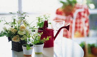 适合盆栽的有哪些花 有什么花适合盆栽种