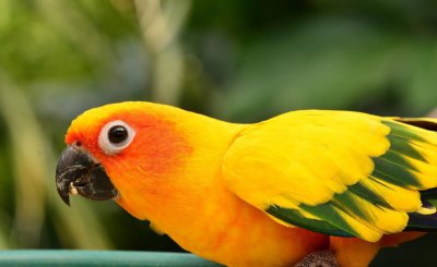 鹦鹉吃什么食物最好 买来的小型鹦鹉用什么方法进行喂养