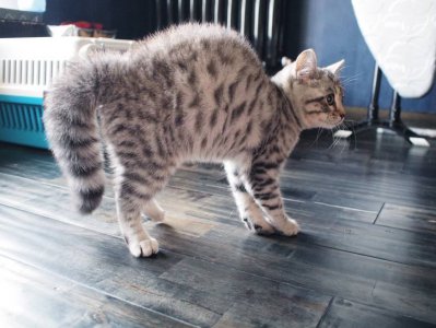 猫对主人弓背什么意思 猫弓背蹭人腿绕来绕去的怎么回事