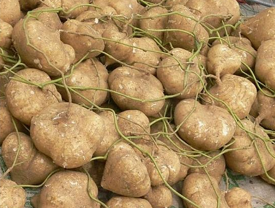 红薯和地瓜是一个东西吗