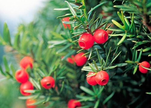 红豆杉籽的功效与作用及食用方法