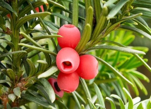 红豆杉籽的功效与作用及食用方法