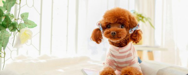 怎样挑选优质的泰迪