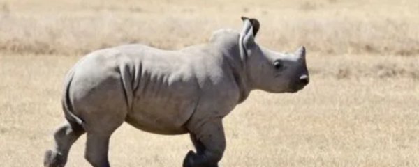 犀牛的寓意和象征是什么