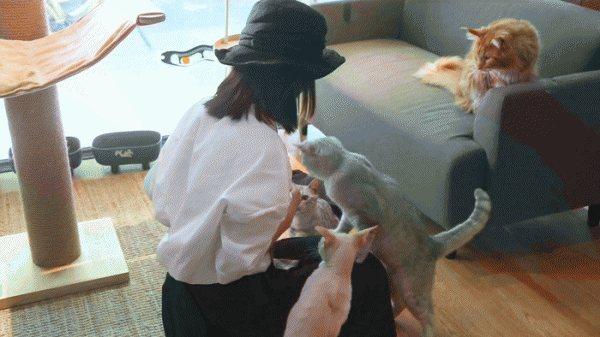 小猫咪舔主人的手代表什么