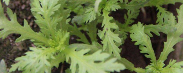 茼蒿是热性还是凉性