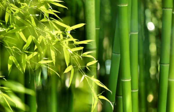 梅兰竹菊四君子代表的意义