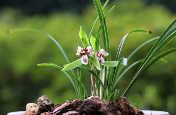 梅兰竹菊四君子代表的意义