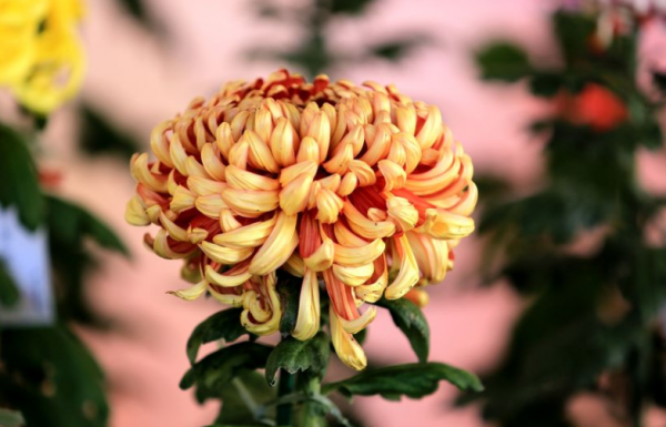 梅兰竹菊四君子代表的意义