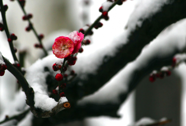 梅兰竹菊四君子代表的意义