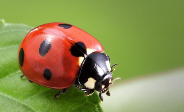 七星瓢虫是害虫吗