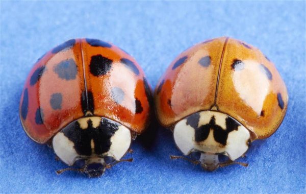 七星瓢虫是害虫吗