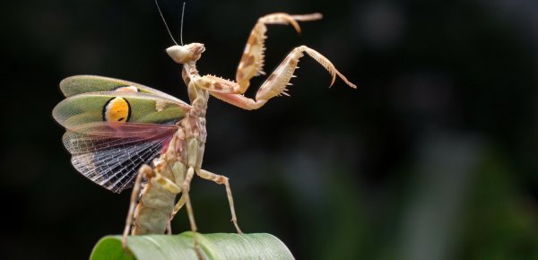 七星瓢虫是害虫吗