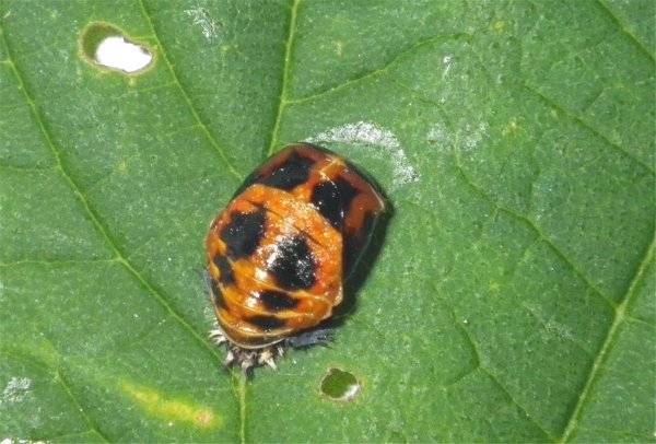 七星瓢虫是害虫吗