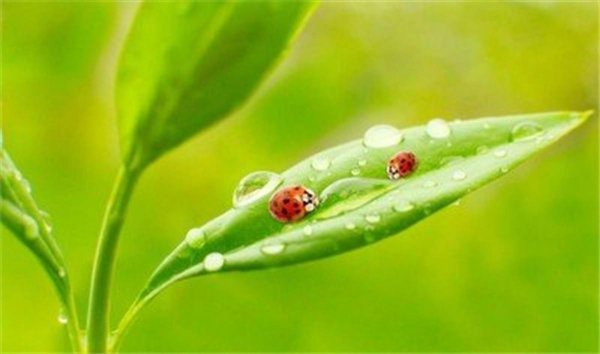 七星瓢虫是害虫吗