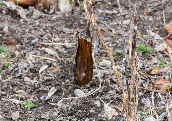 七星瓢虫是害虫吗