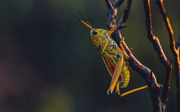 七星瓢虫是害虫吗